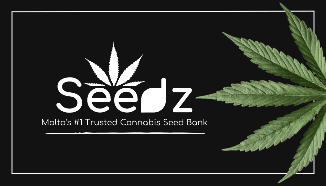 Seedz business card — front