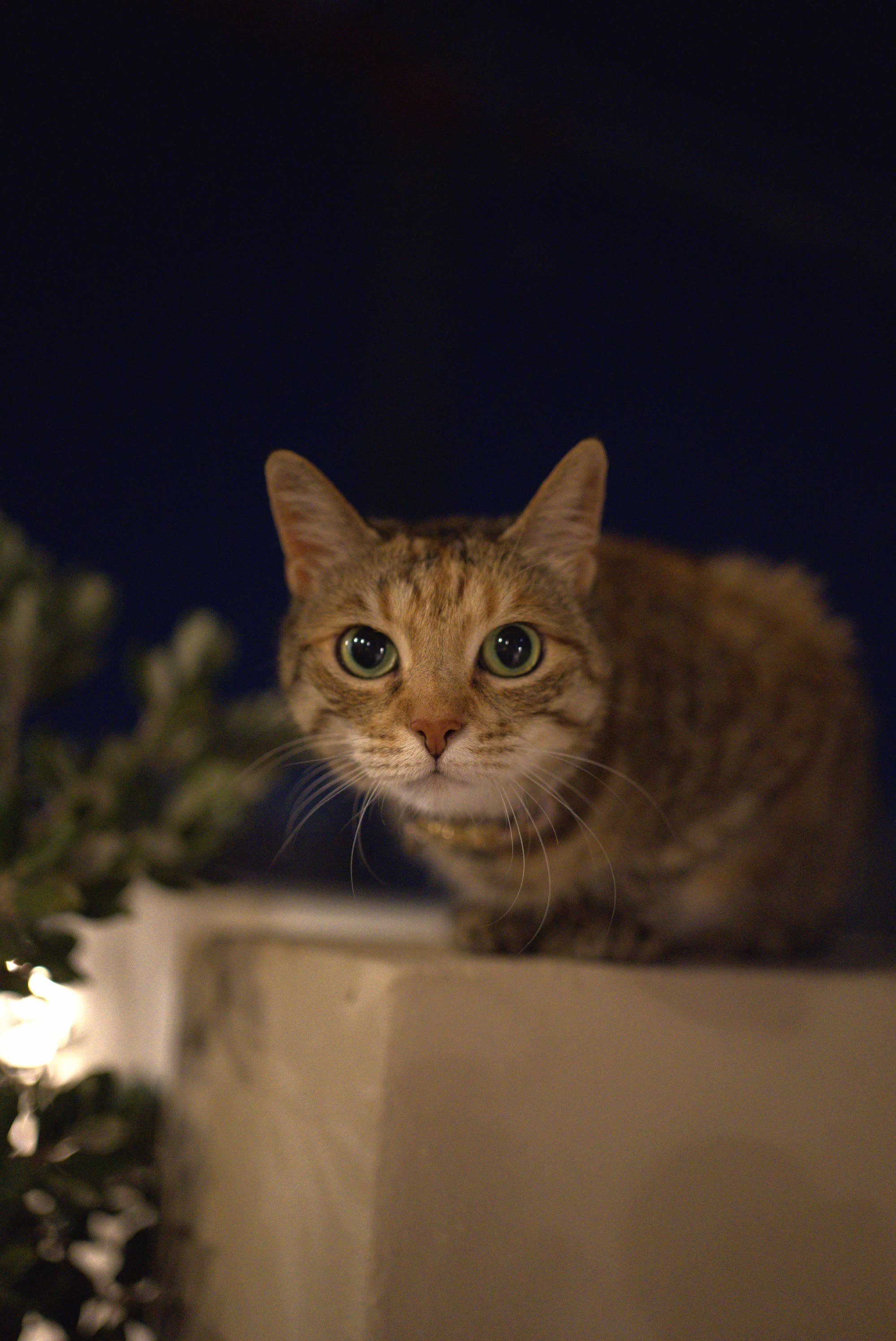 Pets/DSC02760