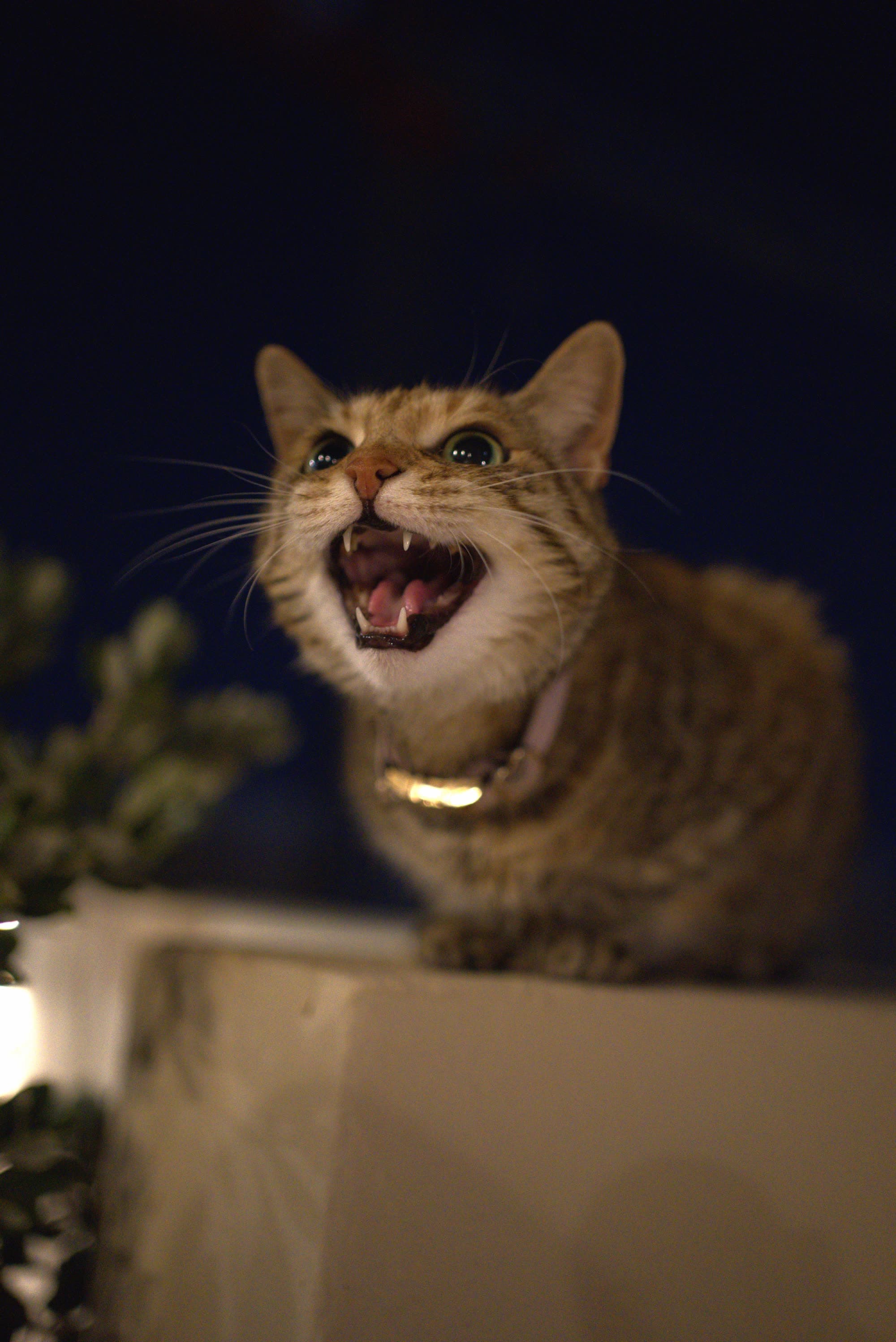 Pets/DSC02762