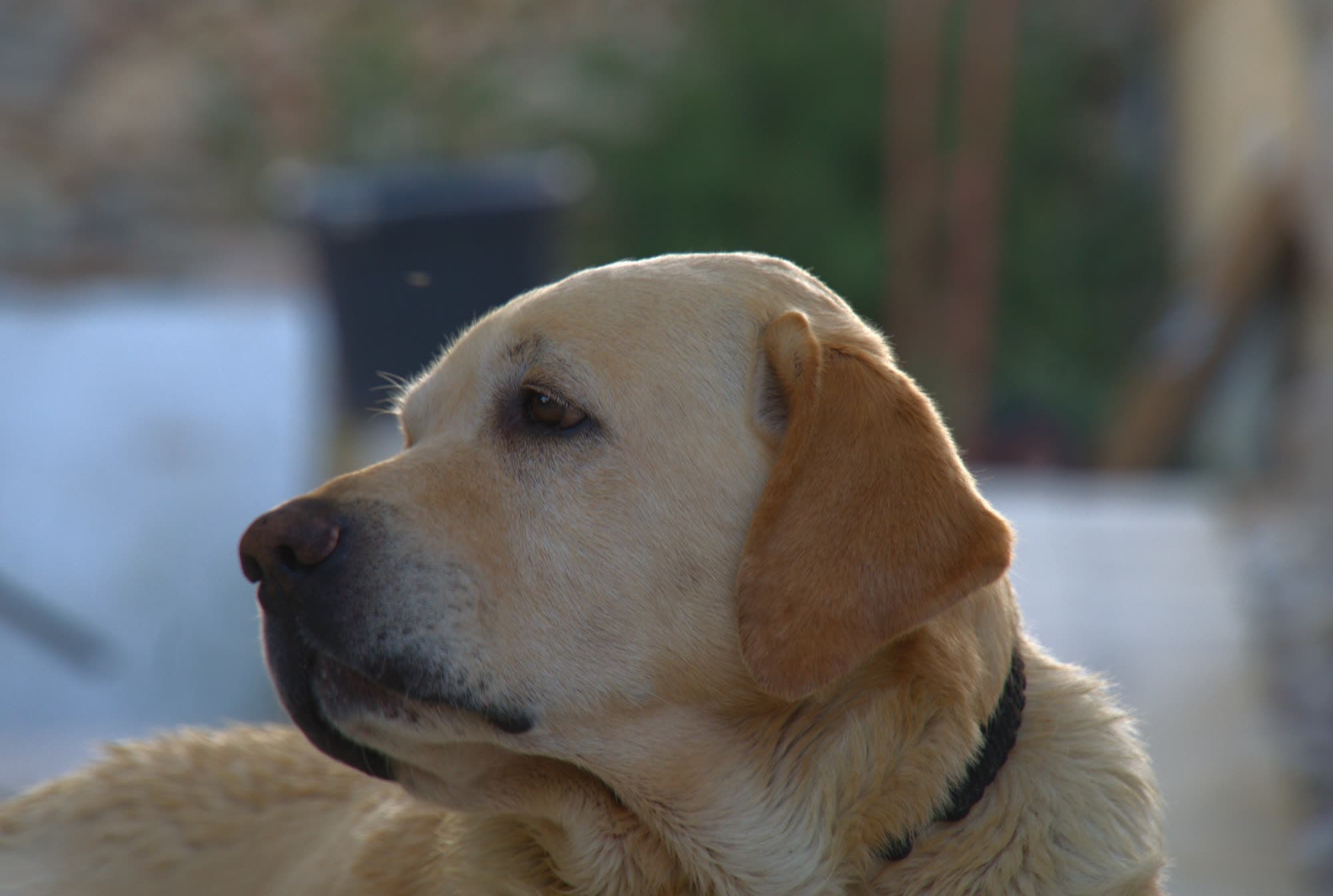 Pets/DSC02903