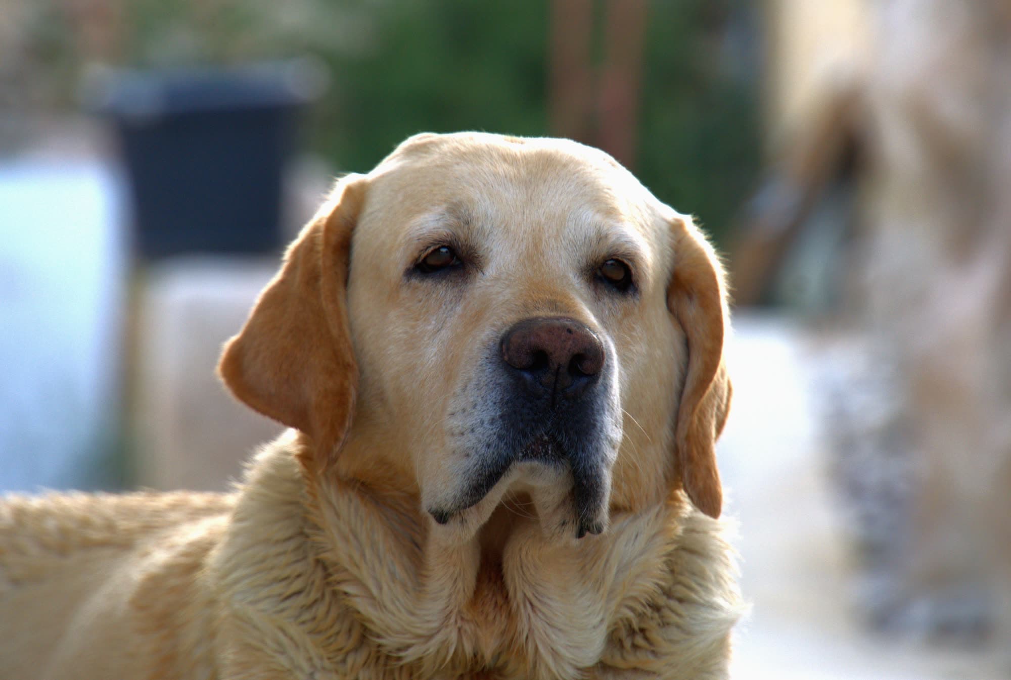 Pets/DSC02905