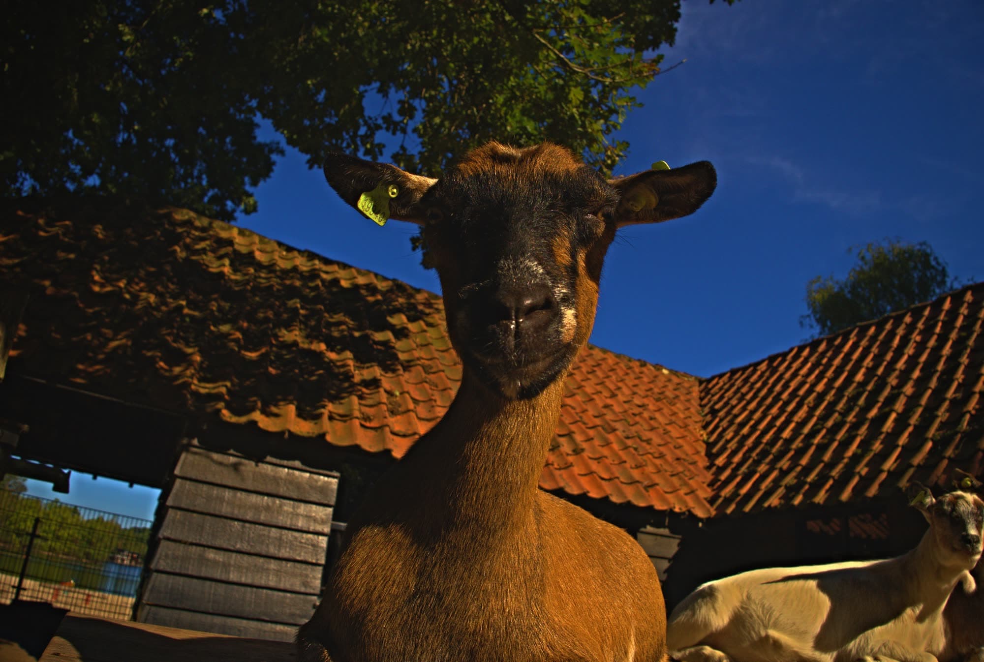 Pets/DSC04103