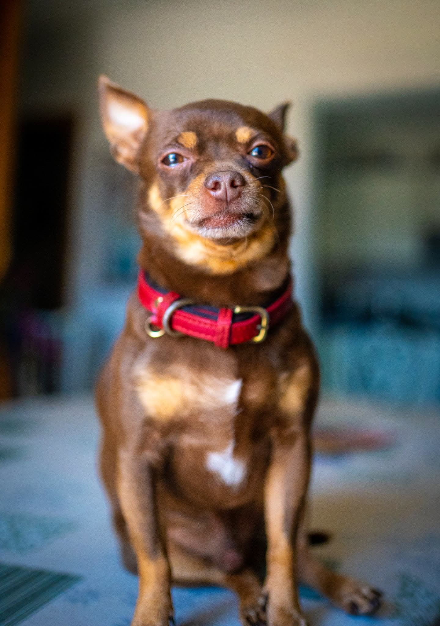 Pets/DSC Pet 02